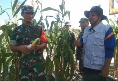 Komandan Kodim 0301/PBR Kol Inf Nur Rohman Zein mengelar panen raya jagung di lahan Pemuri (foto/ist)